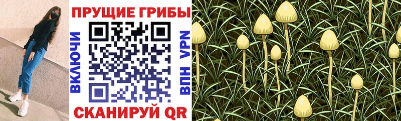 Псилоцибиновые грибы Magic Shrooms  даркнет сайт  Похвистнево 
